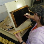 Queen Rearing Class