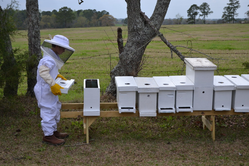 Georgia Bee Supply – Bees, Queens, Honey, And More